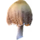 Mycelium Dreams
