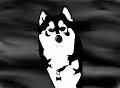 The Pixel Husky (SOLD OUT)