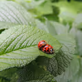 Are You Bugging?