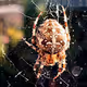 Jesamine and a Spider
