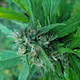 WEEDTASTIC420 V3