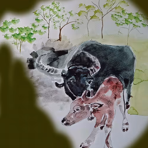 Man and Buffalo