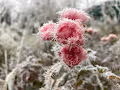 Roses on ice