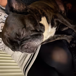 French Bulldog ART