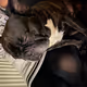 French Bulldog ART