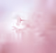 isumuphoto