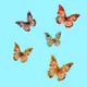 Butterfly_Valley