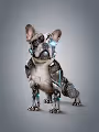 Cyber Dog