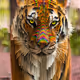 Animal Glitch Art