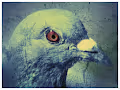bored pigeon club