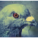 bored pigeon club
