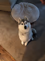 Vickie the Husky