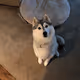 Vickie the Husky