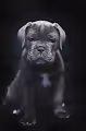Cane Corso - gooddog