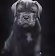 Cane Corso - gooddog