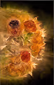 Fantasy Flower Solar System