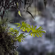 nude nature of south america