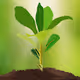 SPACE PLANT