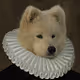 Other Doges