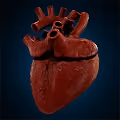 Bleeding Heartbeat