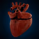 Bleeding Heartbeat