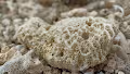 Little coral reef