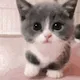 Confused Animals