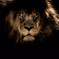 LION NFT