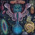 Polyflora