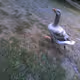 Oh My Geese!