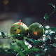 Little Green ***