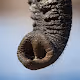 Africa Untamed