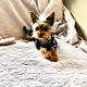 Frank The Yorkie