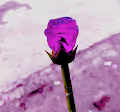 polyjellyrose