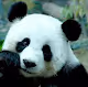Our Cute Pandas