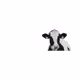 unique cow collection