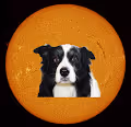 Bonsai-FoxMemeCrypt