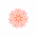 Amber Flora
