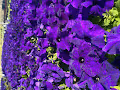 Purple Flowers Collection