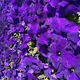 Purple Flowers Collection