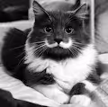 SophistiCats