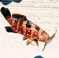 NFT Fish japan