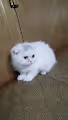 My cute cats!!