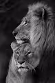 Prides king