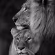 Prides king