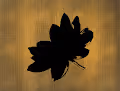 Flowers on classic