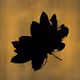 Flowers on classic