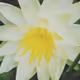 k-flower