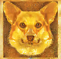 Crypto CorgiMan