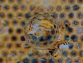Mirror Bee City
